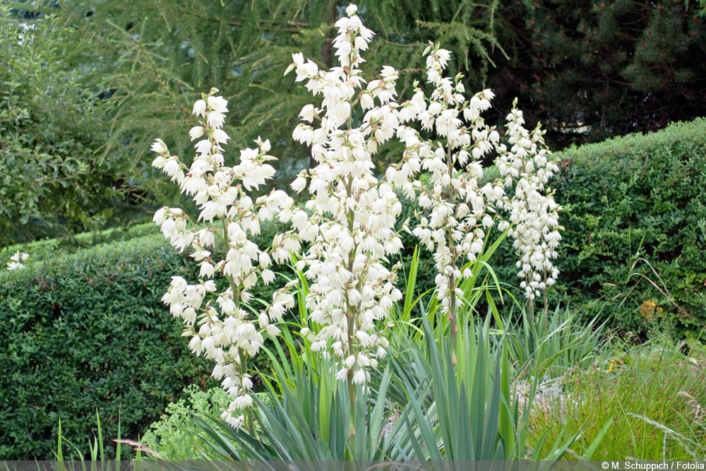 Kerzen-Palmlilie - Yucca gloriosa