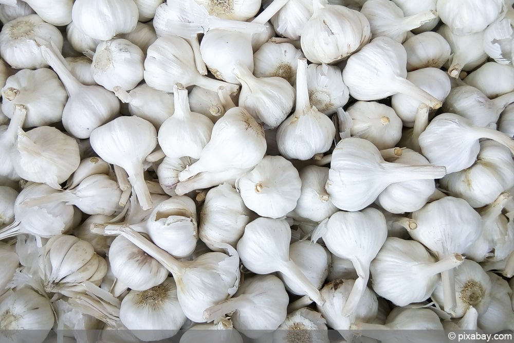 Knoblauch gegen Erdraupen