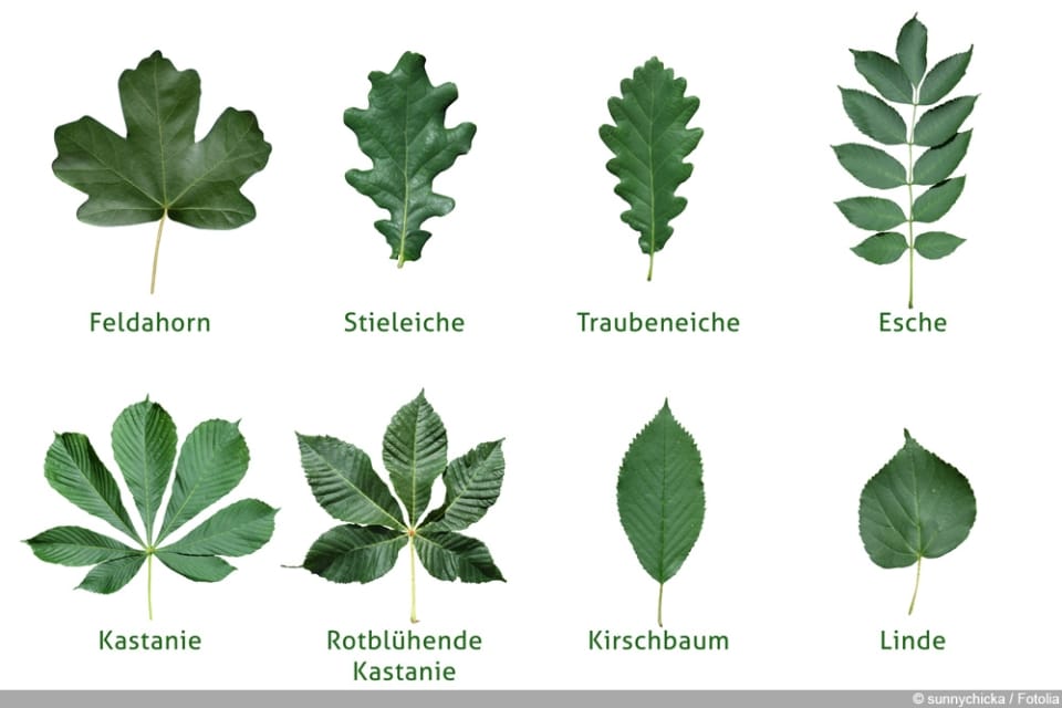 Baumblätter bestimmen 16 Arten in Deutschland mit Name
