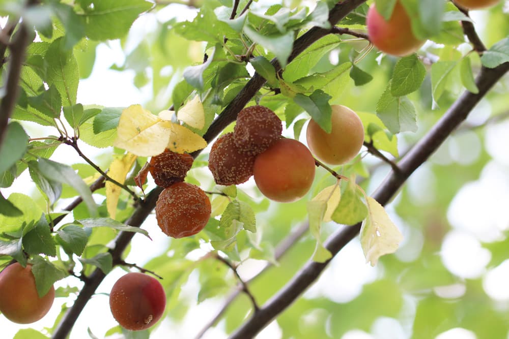 Mirabelle - Prunus domestica - Pflaumenwickler Befall