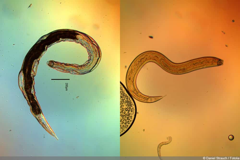 Nematoden - Fadenwürmer