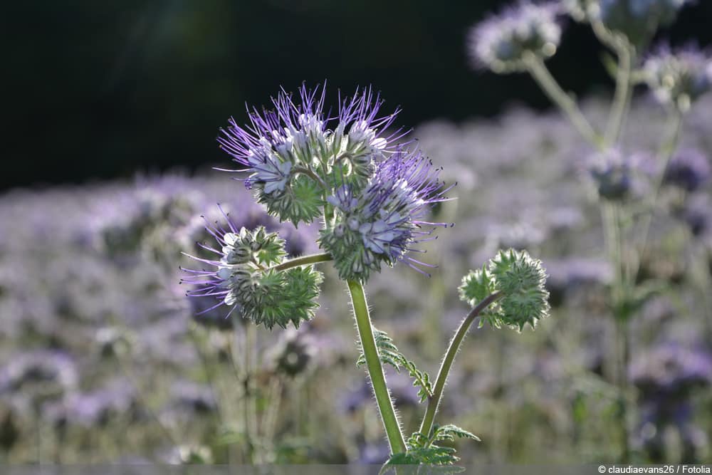 Bienenweide - Phacelia