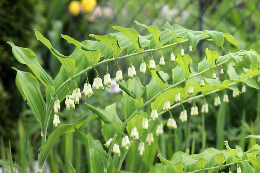 Polygonatum multiflorum, Vielblütiges Weißwurz, Salomonssiegel