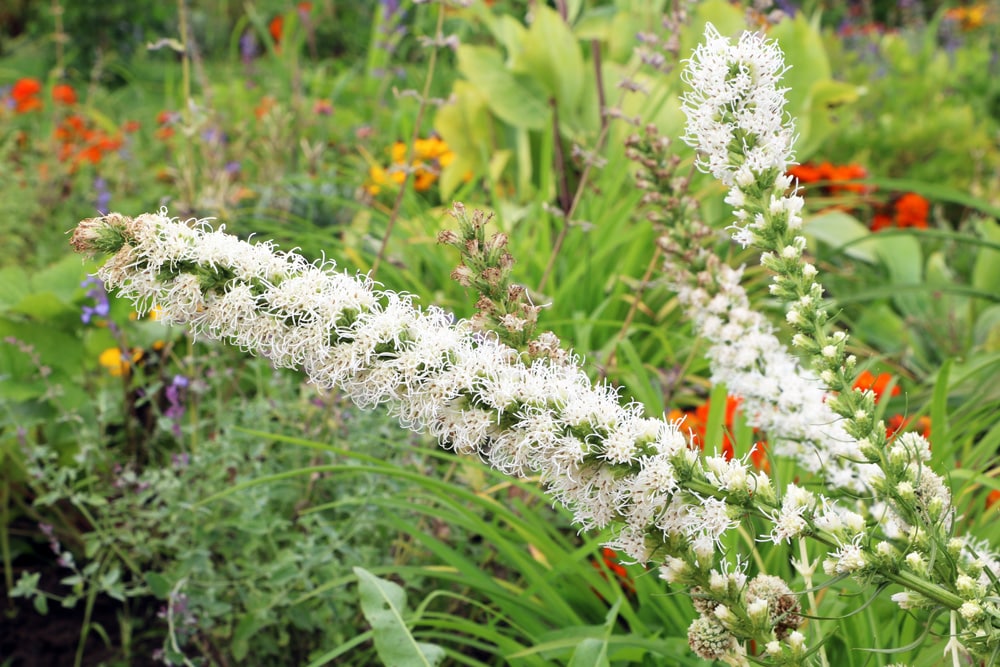 Prachtscharte - Liatris spicata