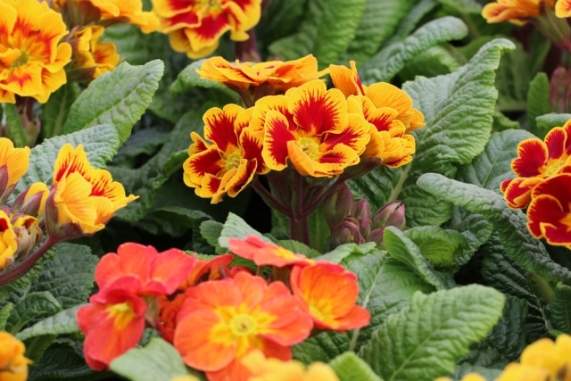 Winterfeste Blumen für draußen 10 winterharte Garten & Balkonblumen