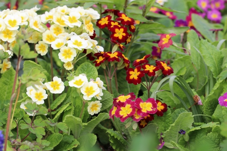 Winterfeste Blumen für draußen 10 winterharte Garten & Balkonblumen
