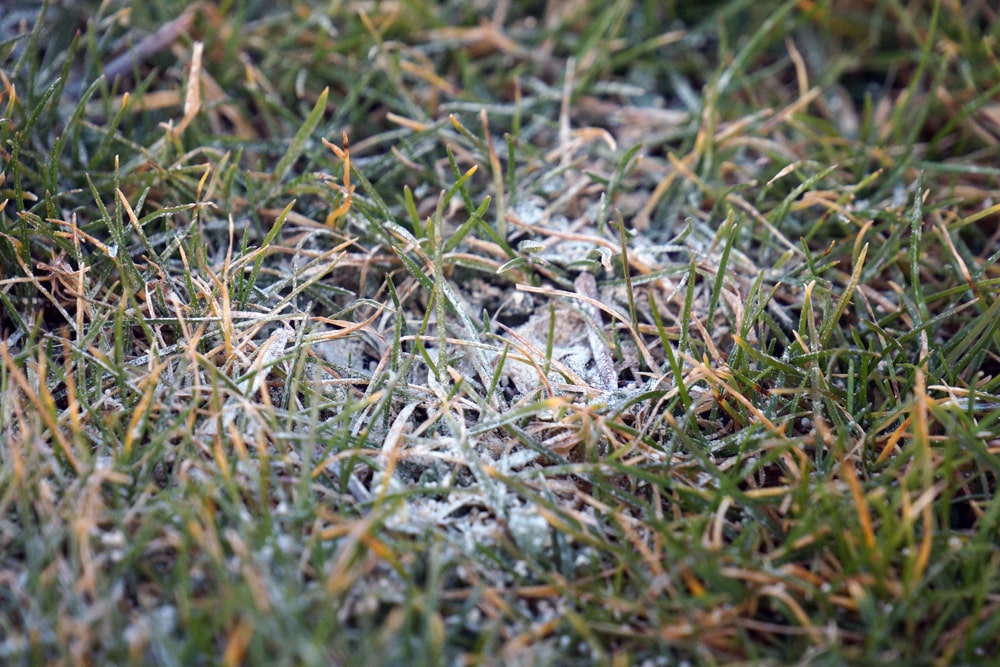 Rasen düngen im Herbst