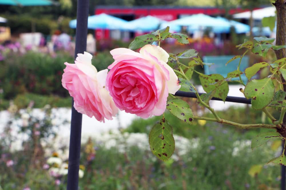 Rose mit Rost am Blatt