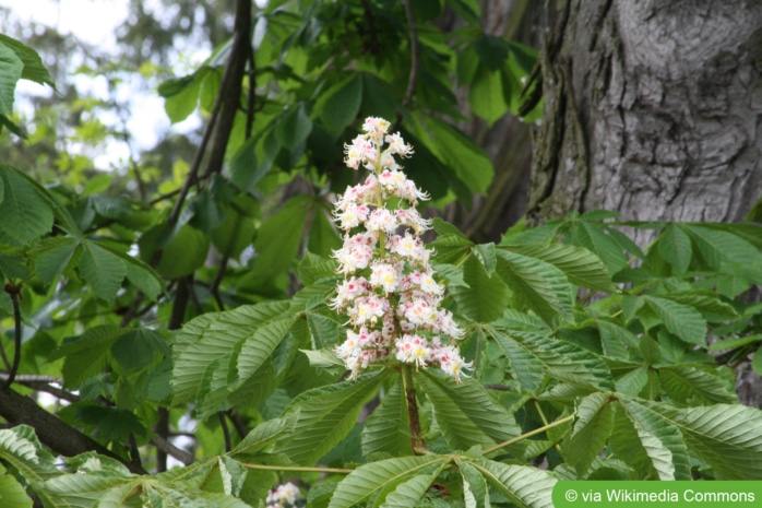 Rosskastanie, Gemeine Rosskastanie, Weiße Rosskastanie (Aesculus hippocastanum)