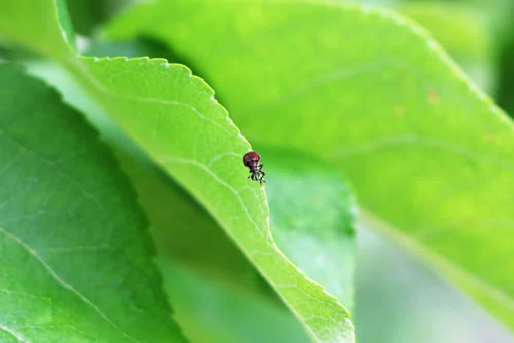 Rüsselkäfer - Curculionidae