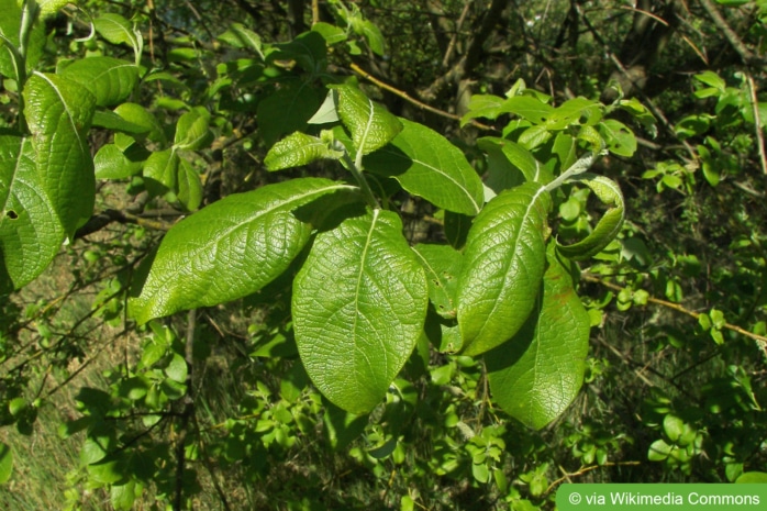 Sal-Weide, Kätzchenweide (Salix caprea)