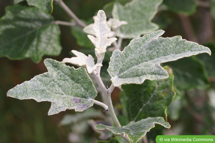 Silber-Pappel, Weiß-Pappel (Populus alba)