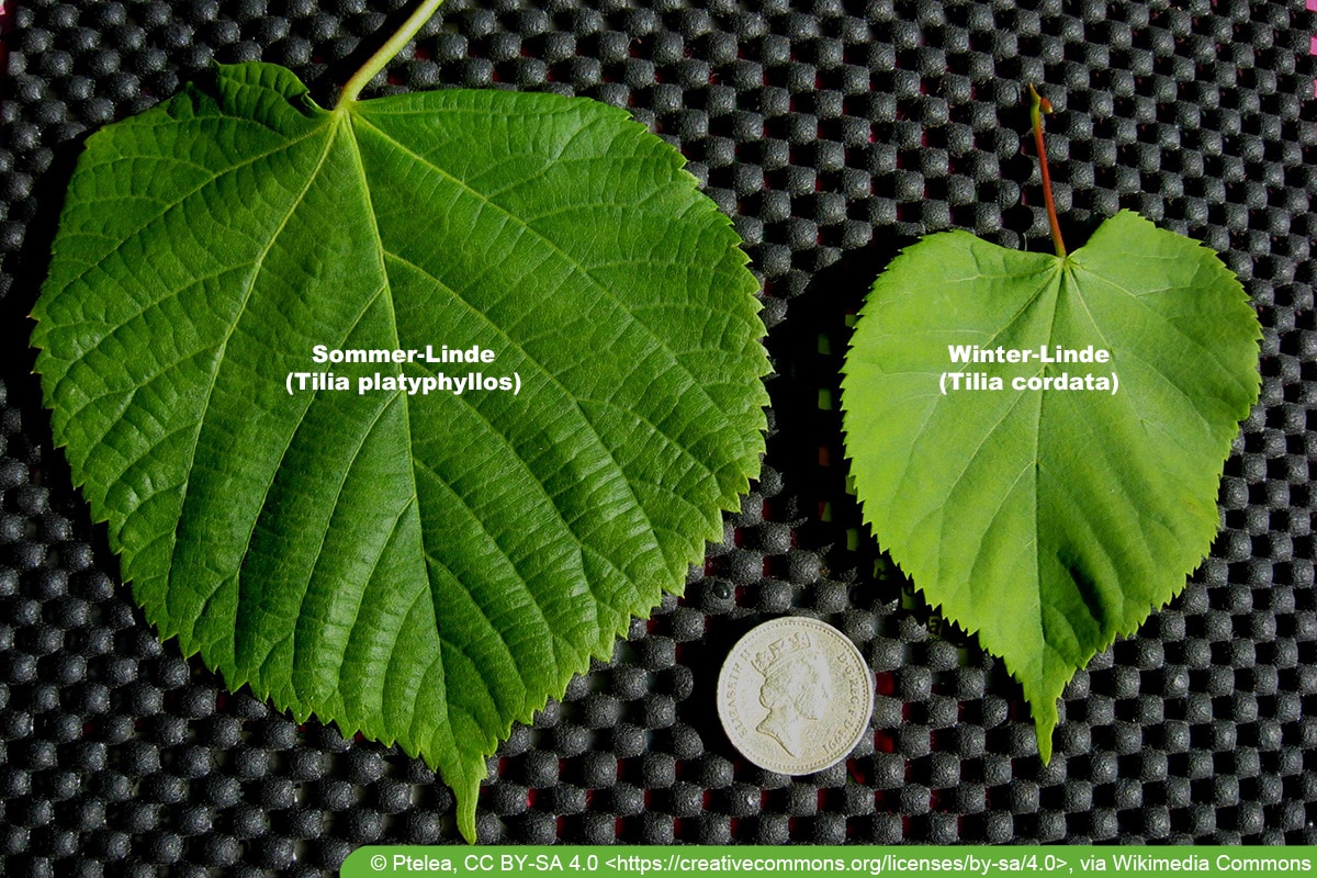 Sommerlinde - Winterlinde im Vergleich