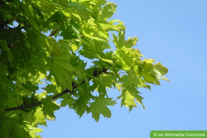 Spitz-Ahorn (Acer platanoides)