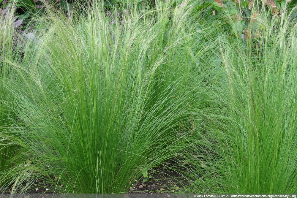 Engelshaar-Gras - Mädchenhaargras - Stipa tenuissima