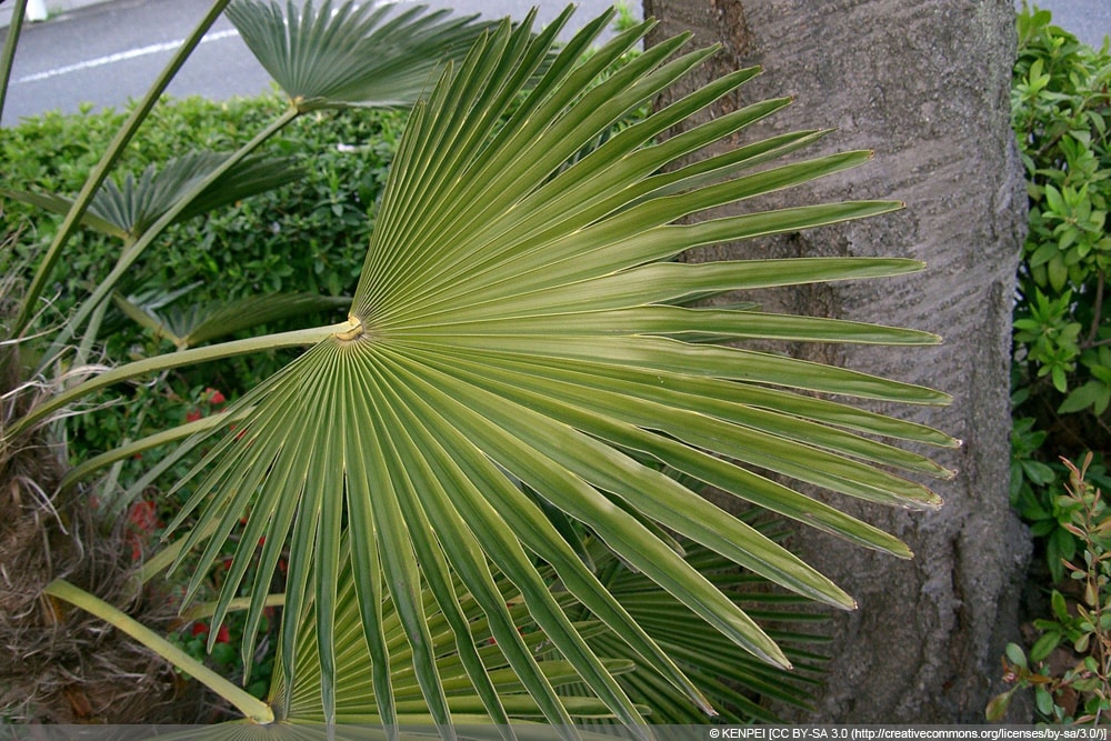 Wagners Hanfpalme - Trachycarpus wagnerianus