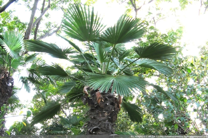 Wagners Hanfpalme - Trachycarpus wagnerianus