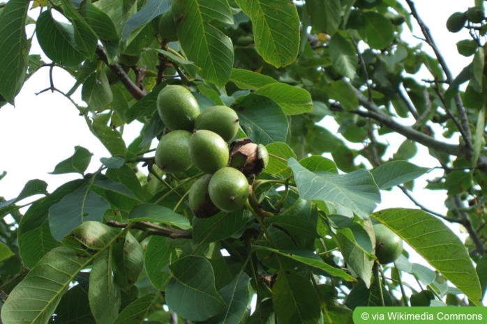 Walnussbaum, Echte Walnuss, Baumnuss (Juglans regia)