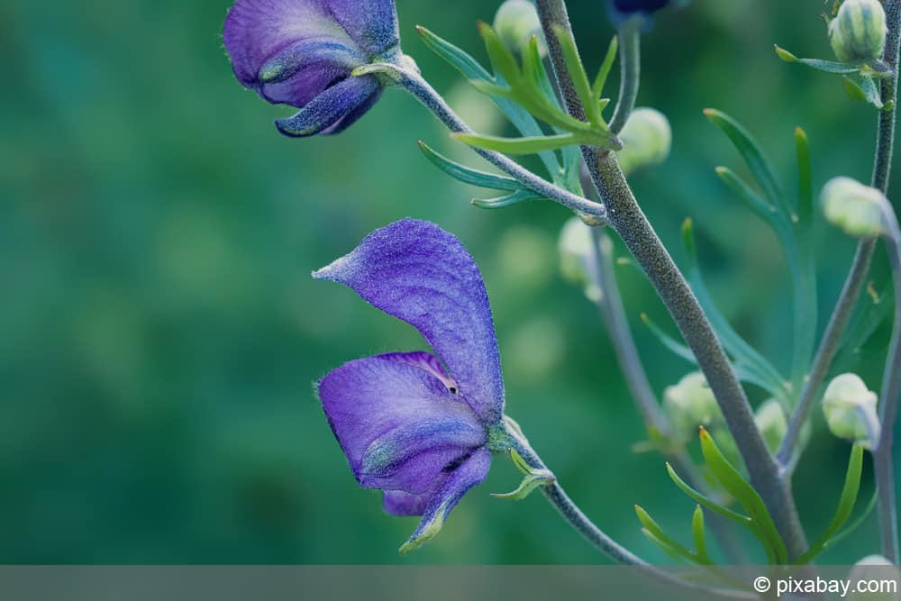 Wiesensalbei