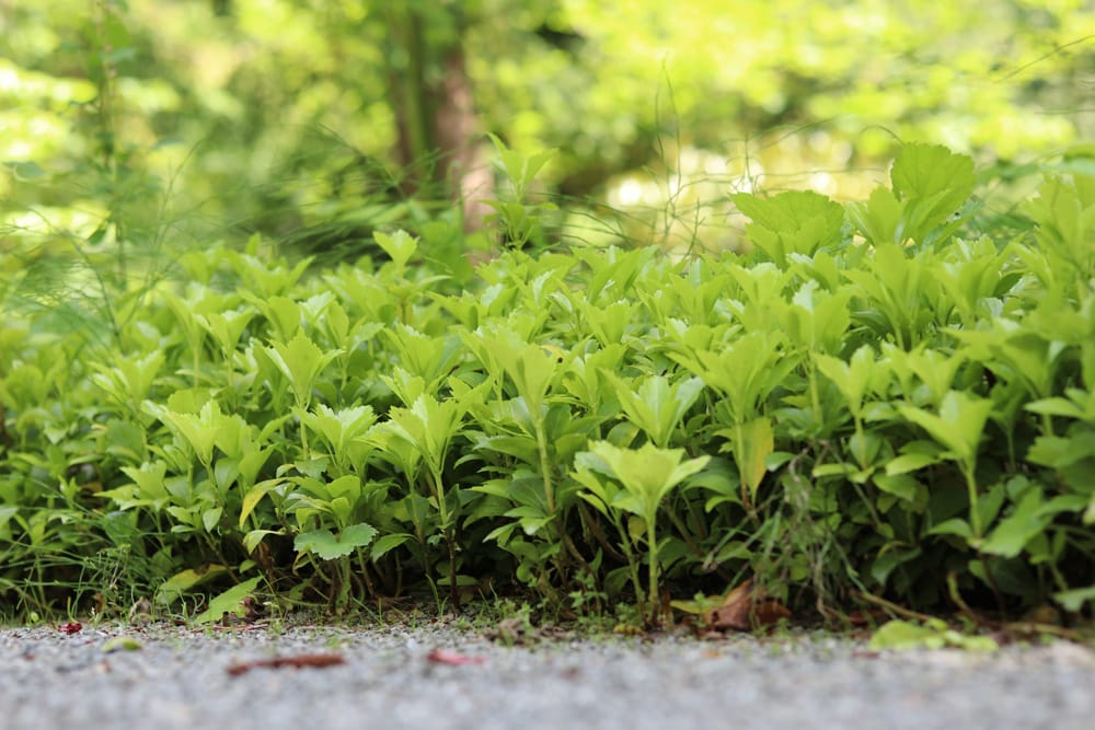 Ysander - Dickmännchen - Pachysandra terminalis