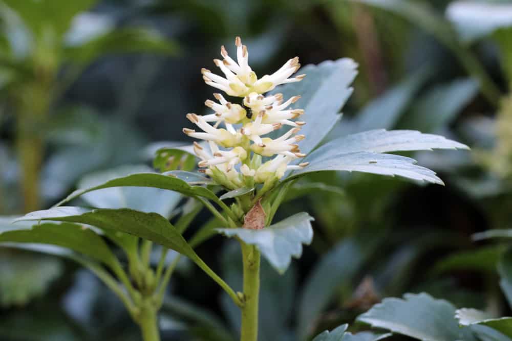 Ysander - Dickmännchen - Pachysandra terminalis