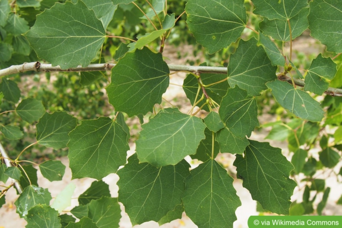 Zitter-Pappel, Espe (Populus tremula)