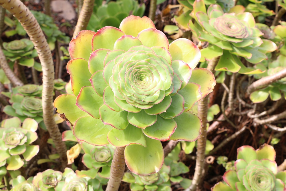 Rosettendickblatt - Ewigblatt - Aeonium arboreum