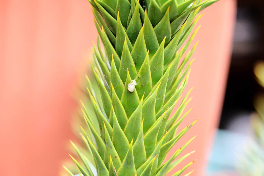 Araucaria araucana, Aurakie, Andentanne, Schmucktanne, Chilenische Araukarie