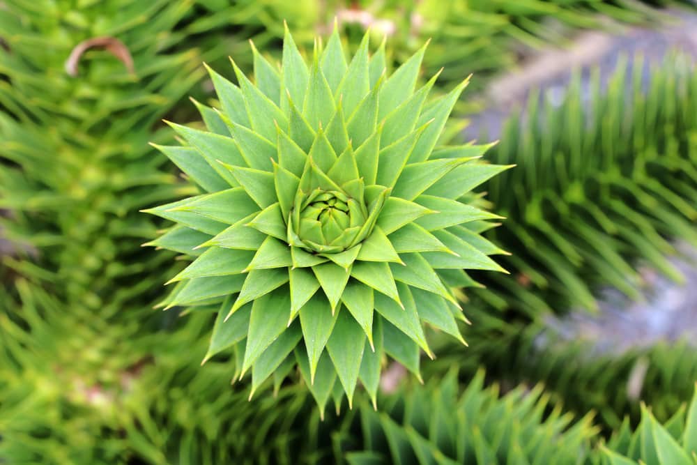 Araucaria araucana, Aurakie, Andentanne, Schmucktanne, Chilenische Araukarie