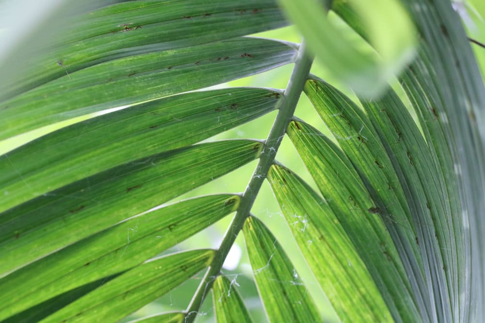 Palme - braune und gelbe Blätter & Spitzen - Hausgarten.net