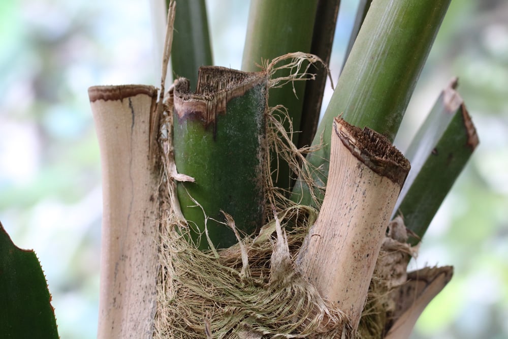 Areca Palme - Dypsis lutescens - Goldfruchtpalme