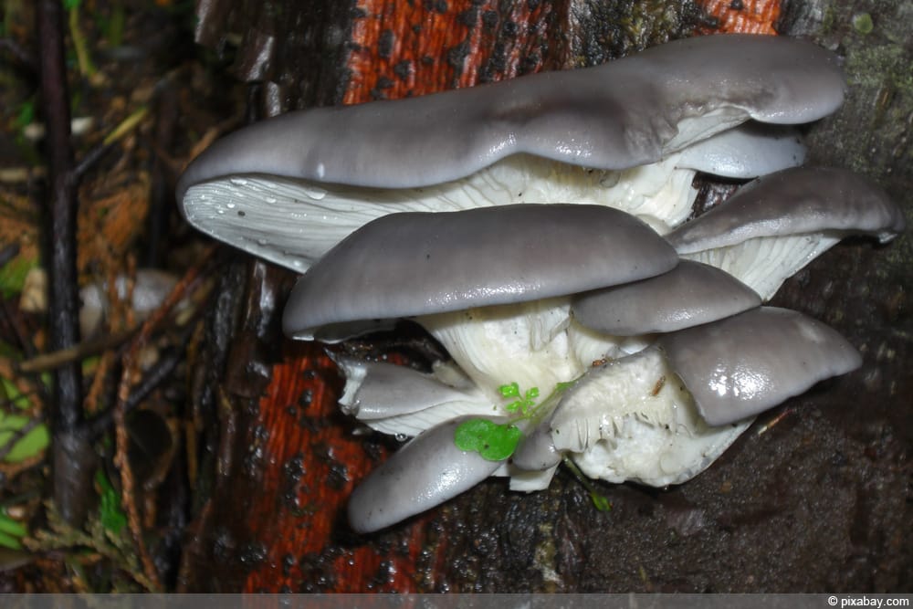 Austernseitling - Pleurotus ostreatus