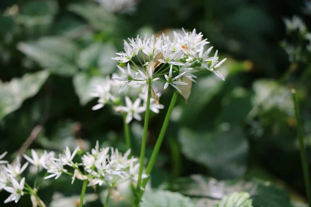 47 Waldpflanzen von A-Z | Welche Pflanzen wachsen im Wald? - Hausgarten.net
