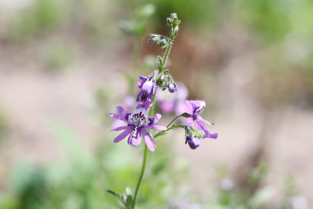 Bauernorchidee - Spaltblume - Schizanthus