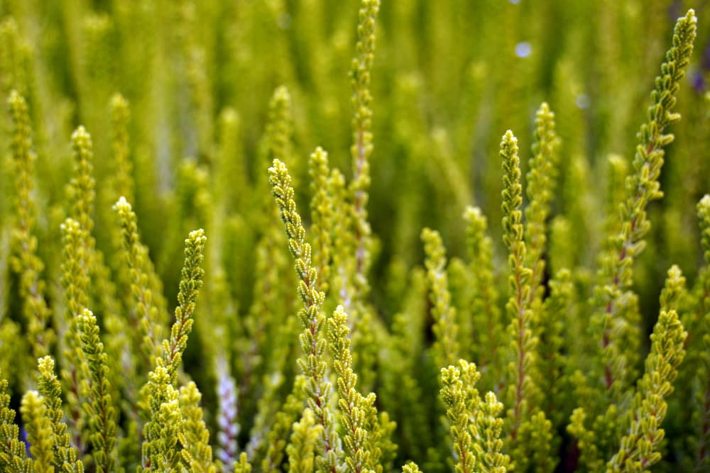 Besenheide - Calluna vulgaris - Sommerheide