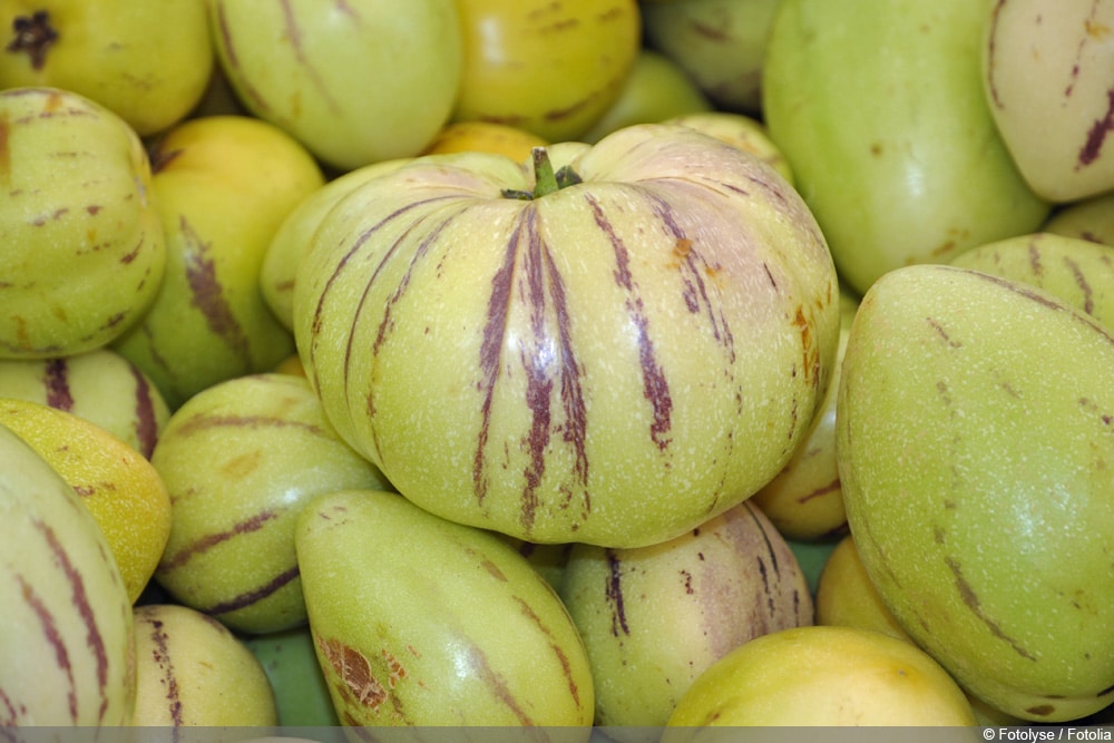 Birnenmelone (Solanum muricatum) Pepino