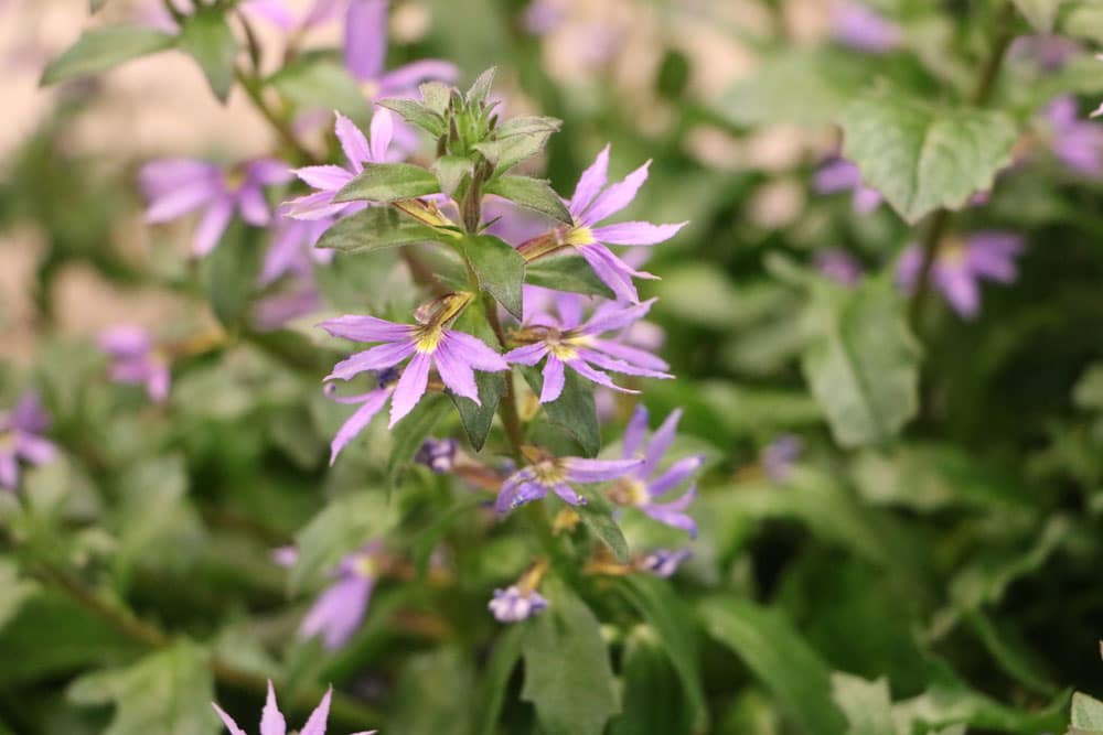 blaue Fächerblume - Scaevola aemula