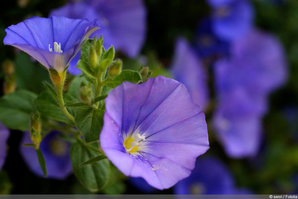 Blaue Mauritius - Convolvulus sabatius