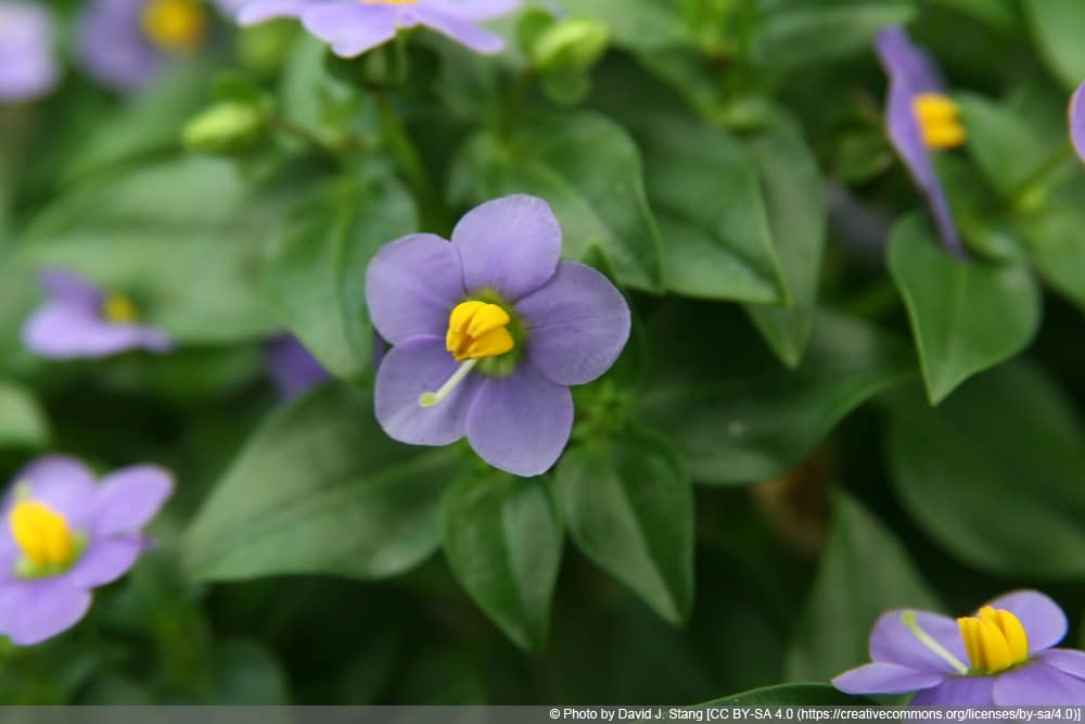 Blaues Lieschen - Exacum affine