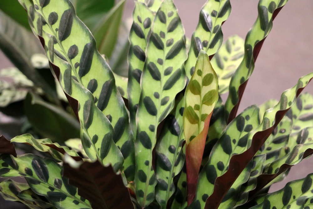 Calathea makoyana, Korbmarante