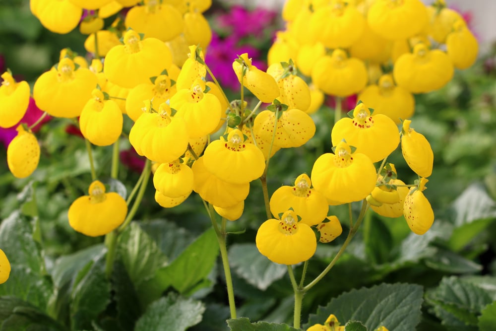 Pantoffelblumen - Calceolaria