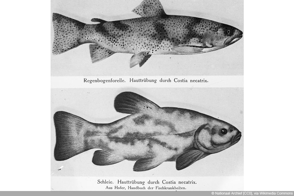 Ichthyobodo necator - Costia necatrix