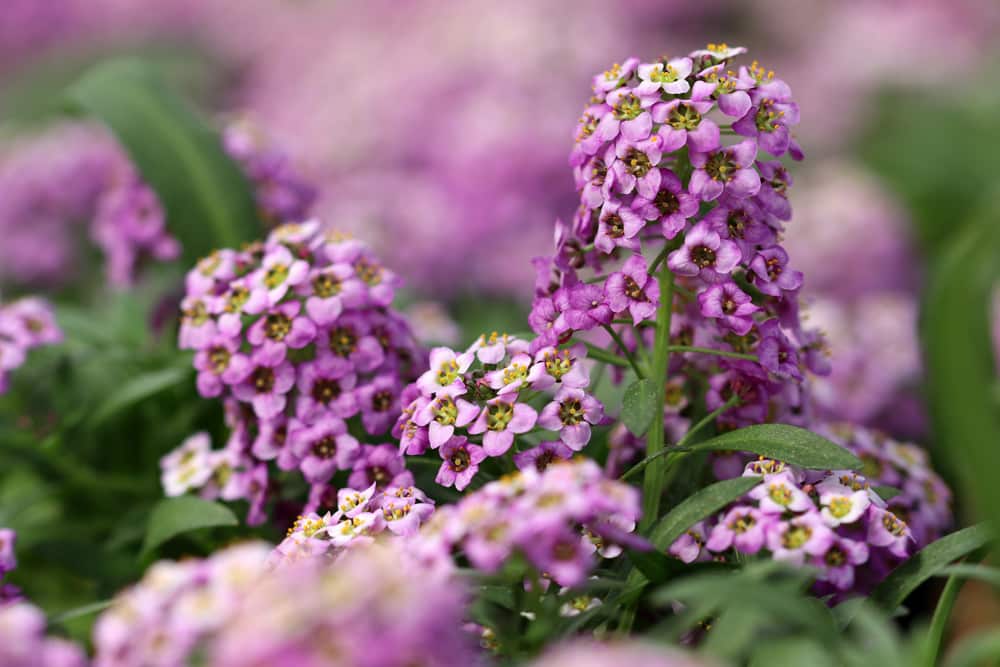 Duftsteinrich - Lobularia alyssum