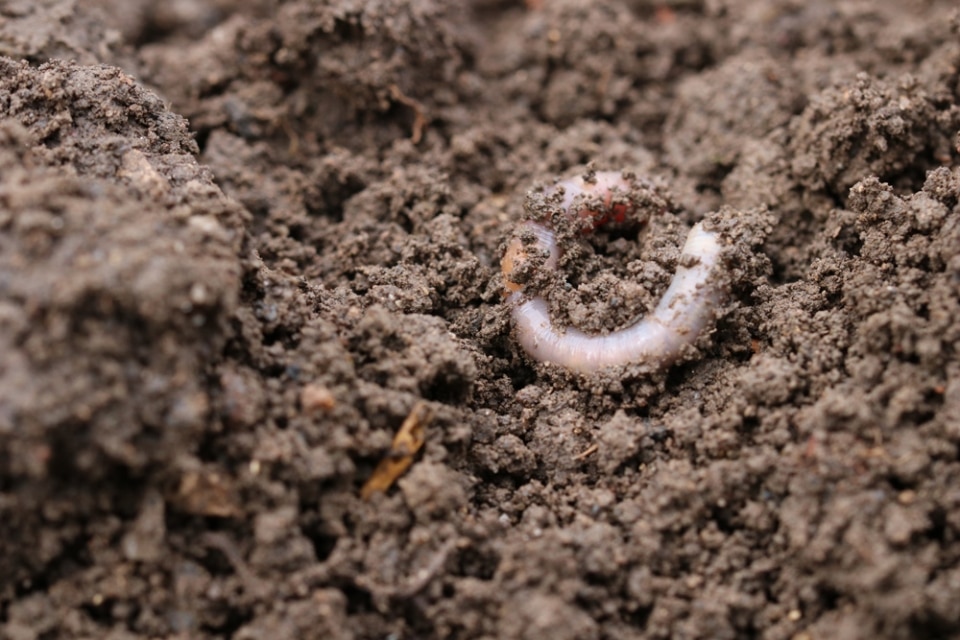 Gartenkalk ausbringen wofür und wann? Darum ist Kalk gut