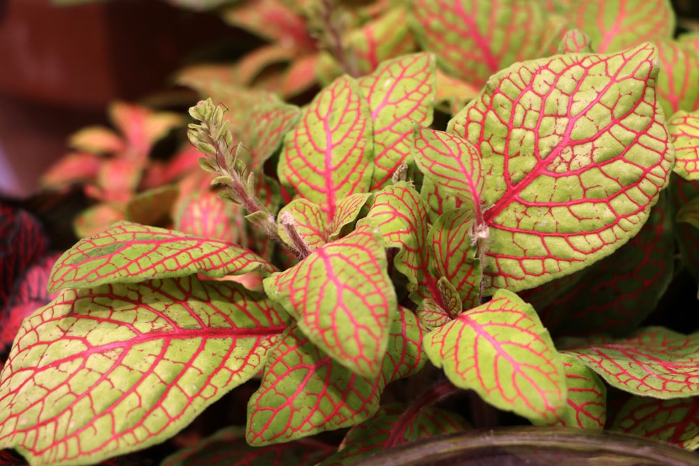 Fittonia verschaffeltii, Fittonie, Mosaikpflanze