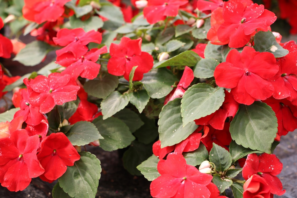 Fleissiges Lieschen - Impatiens walleriana