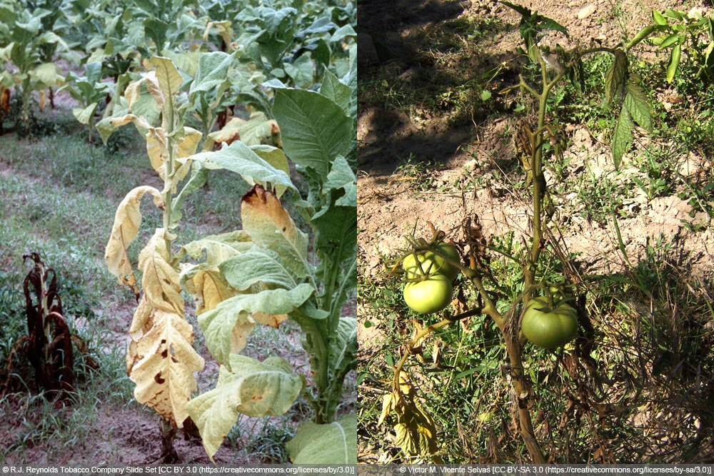 Fusarium-Welke oder Gurkenwelke - Fusarium oxysporum