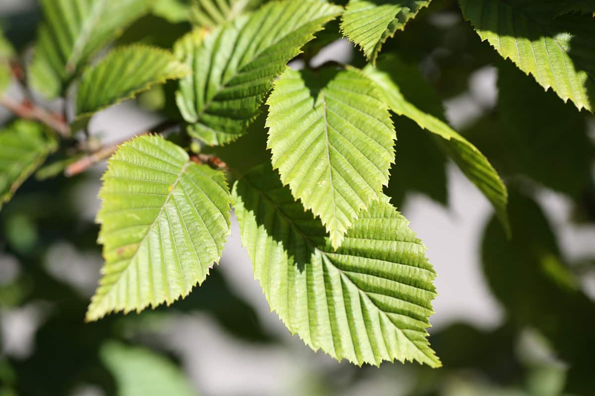 Hainbuche - Carpinus betulus