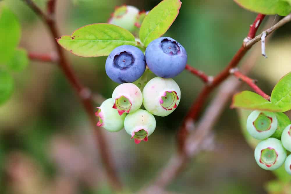 Heidelbeeren - Blaubeeren - Vaccinium myrtillu