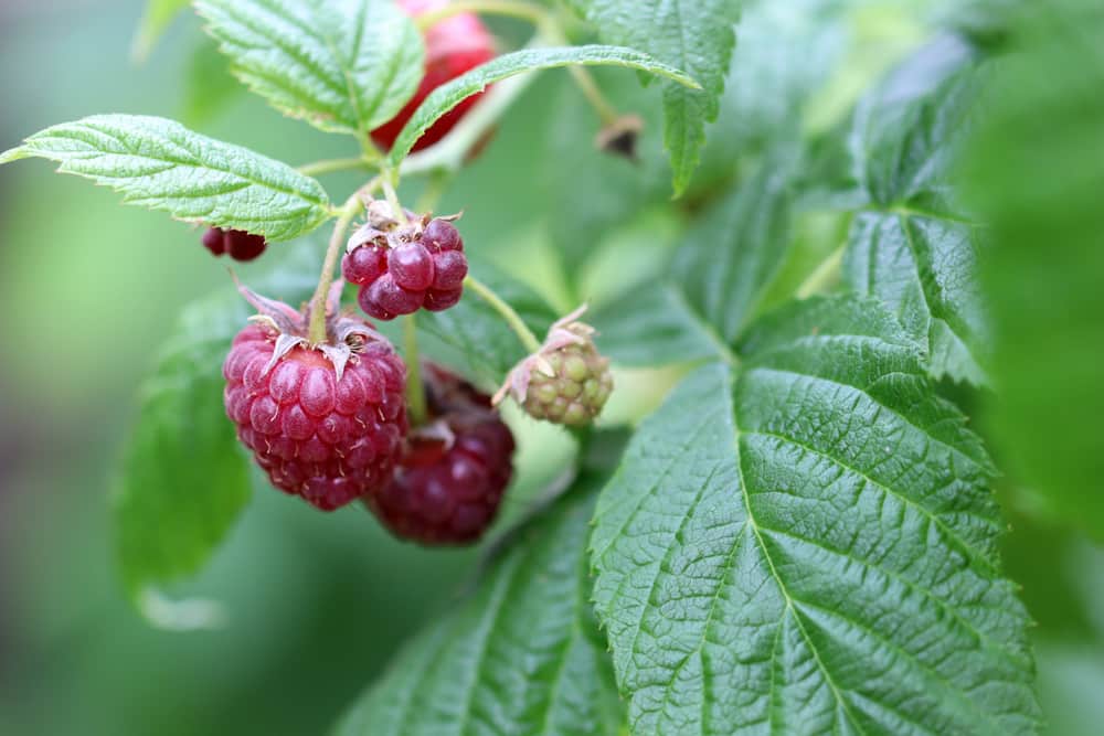 Himbeeren - Rubus idaeus